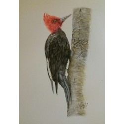 Carpintero negro - acuarela sobre papel fabriano 300gr/m2