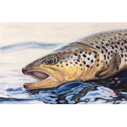 18 x 25 cm Trucha - pastel seco sobre papel ingres