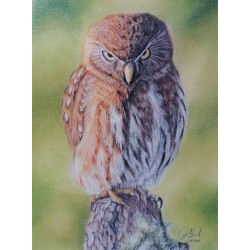 18 x 25 cm Chuncho - pastel seco sobre papel ingres