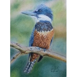 21 x 30 cm Martín pescador - pastel seco sobre papel ingres