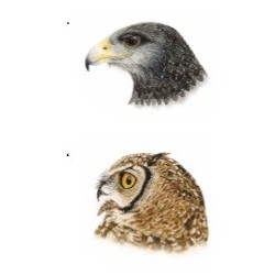 Libro Aves Rapaces de la Región Metropolitana de Santiago