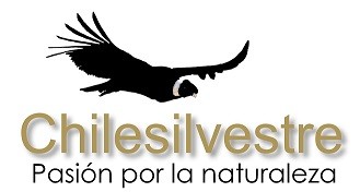 Chilesilvestre
